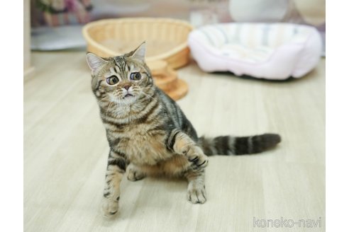 成約済の東京都のミヌエット-107360の3枚目